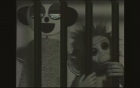 Monkey Love Experiments - still
